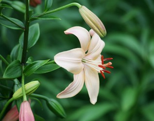 百合花种植