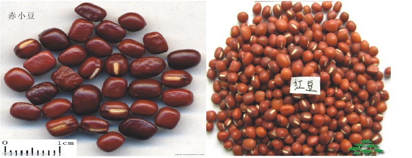 赤小豆和红小豆一样吗？赤小豆和红豆的区别