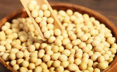 黄豆的功效与作用及食用方法