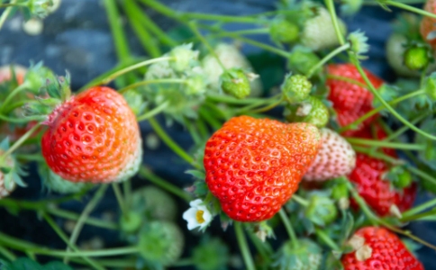 草莓含有维生素C吗？草莓生吃好还是熟吃好？